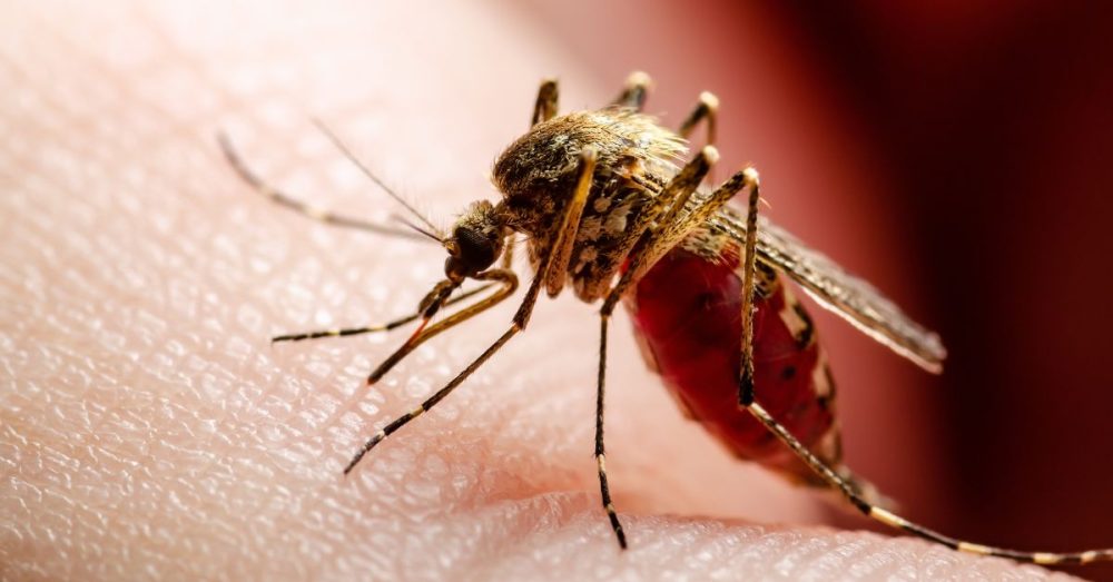 Dallas Resident Dies from West Nile Virus