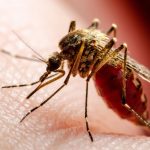 Dallas Resident Dies from West Nile Virus