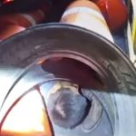11 Illegal Aliens Hidden Inside Traffic Cones