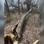 USFWS Offers Reward For Tips On Destroyed Eagle’s Nest