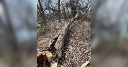 USFWS Offers Reward For Tips On Destroyed Eagle’s Nest