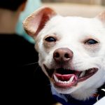 Dallas Animal Services’ Kill Rate Falling Amid Rise in Adoptions