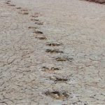 SMU Paleontologist Makes Transcontinental Discovery