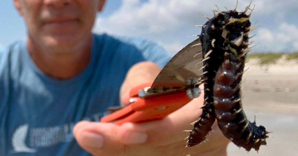 Texas Beaches Hit By Venomous Fireworms