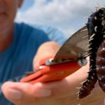 Texas Beaches Hit By Venomous Fireworms