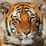 Escaped Bengal Tiger: Texas and Mexico Join In Search Effort