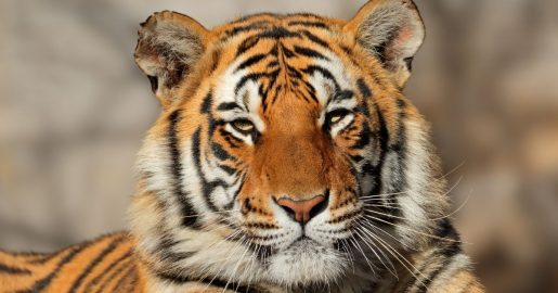 Escaped Bengal Tiger: Texas and Mexico Join In Search Effort