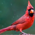Lessons From The Cardinal