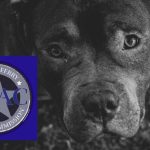 Dallas Police Search For Suspects Who Abandoned Dogs On The Side Of The Road