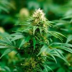 Dallas Voters Decriminalize 4 oz. Of Marijuana
