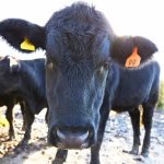 Texas Farmers Have Beef With USDA: ‘Rigging It For Big Guys’