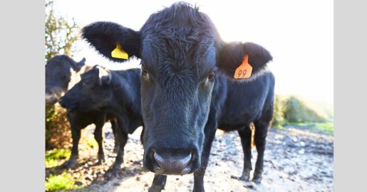 Texas Farmers Have Beef With USDA: ‘Rigging It For Big Guys’