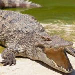 Alligator Hunting Season Kicks Off In Texas