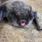 Rabies Alert: Bat in Plano Tests Positive