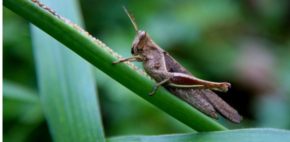 Black Crickets Jump Into Action Across North Texas