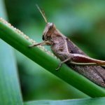 Black Crickets Jump Into Action Across North Texas