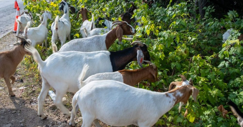 Goats Help Prevent North TX Wildfires