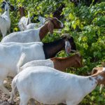 Goats Help Prevent North TX Wildfires