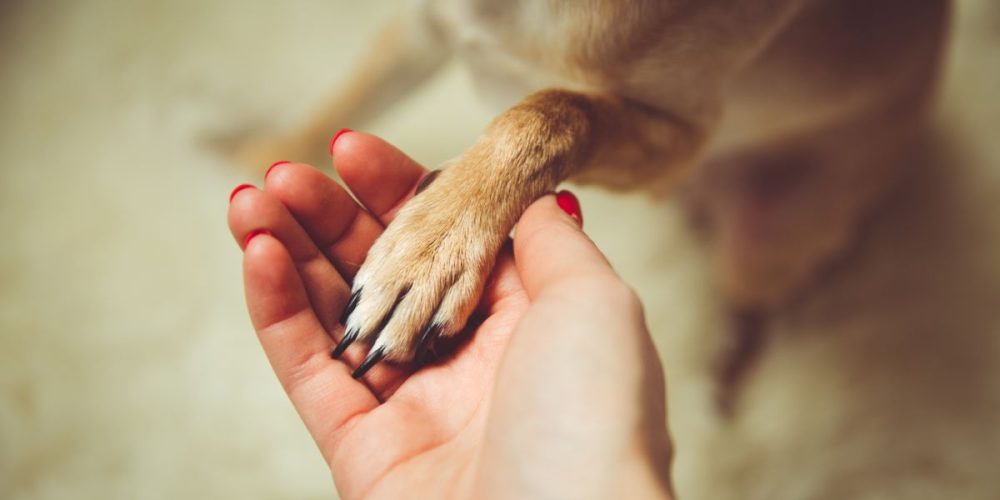 Local Shelter Transports Dogs To Pacific Northwest