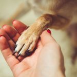 Local Shelter Transports Dogs To Pacific Northwest
