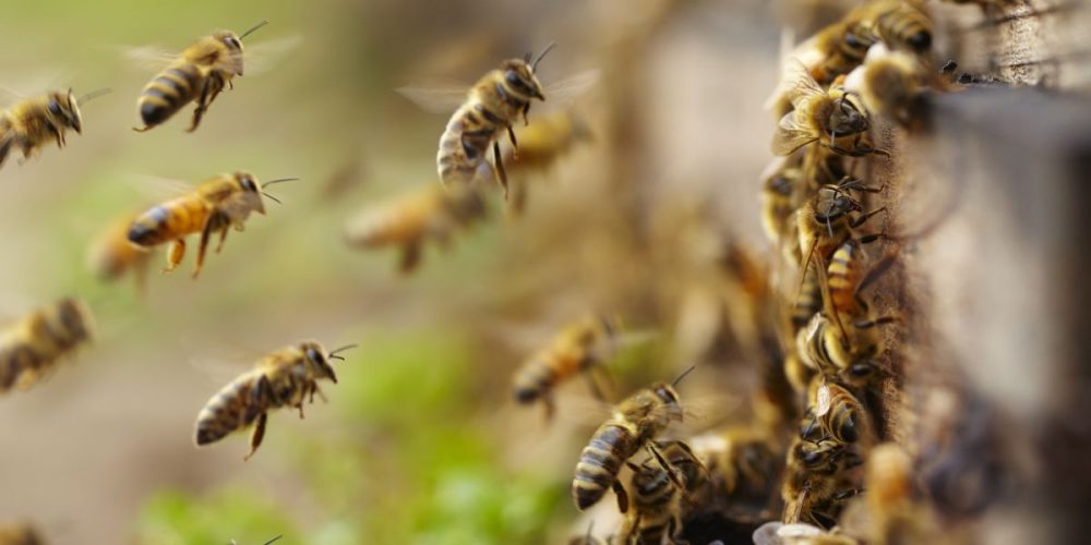 Bee Swarm Attacks Older Couple In Their Yard, Man In Critical Condition