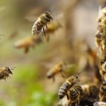 Bee Swarm Attacks Older Couple In Their Yard, Man In Critical Condition