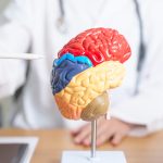 Dr. Casey Means Sounds The Alarm: ‘0.5% Of The Human Brain’s Weight Is Now Plastic’