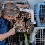 North Texas Shelters Rescue Pets Impacted By Hurricane Helene