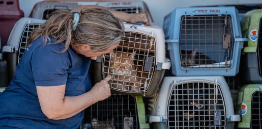 North Texas Shelters Rescue Pets Impacted By Hurricane Helene