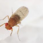Fly Brain Map: All The Buzz For Neuroscientists