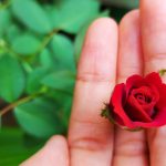 More Than Enough: Blooming In A World Of Thorns