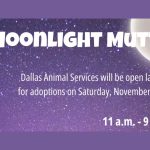 Free Adoptions at ‘Moonlight Muttness’ Event on Saturday