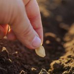 Dallas: A Call To All Aspiring Gardeners