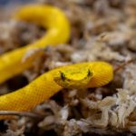 Dallas Zoo Welcomes Six Pit Viper Hatchlings
