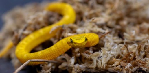 Dallas Zoo Welcomes Six Pit Viper Hatchlings