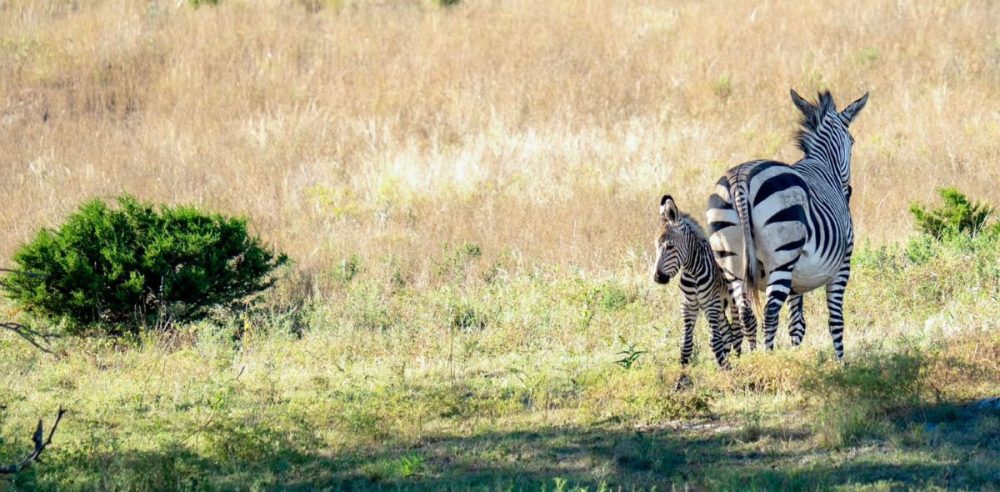 Fossil Rim Announces Zebra Birth