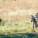 Fossil Rim Announces Zebra Birth