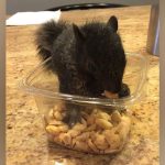 EXCLUSIVE: PETA Calls Out Peanut’s Killers
