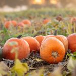 Thanksgiving in Dallas: A Top 5 Destination For Holiday Cheer And Culinary Delights