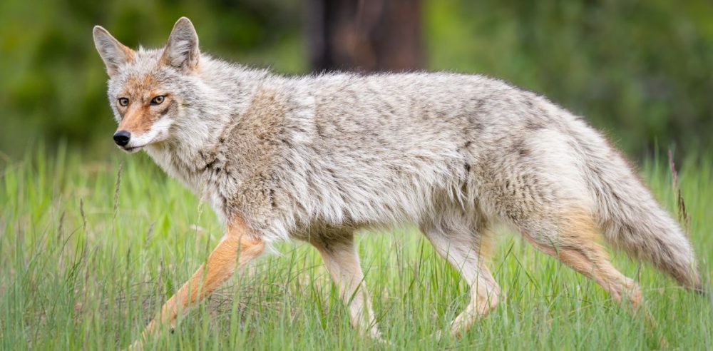 Dallas Game Warden Investigating Coyote Shootings