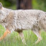 Dallas Game Warden Investigating Coyote Shootings