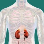 Ozempic Linked To Improved Kidney Health