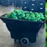 Pepper-ing Up The Drug Trade: Over $31 Million Worth Of Meth Disguised As Serrano Peppers