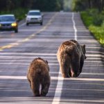 Luxury Car Owners Called Out For ‘Grizzly’ Insurance Scam