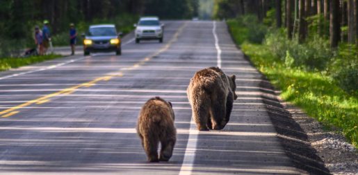 Luxury Car Owners Called Out For ‘Grizzly’ Insurance Scam