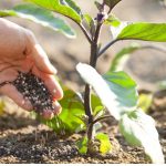 Texas Legislator Proposes Strict Regulations On PFAS Chemicals In Fertilizers