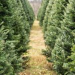 Nashville News Channel Renames Christmas Trees As ‘Festive Live Trees’ In Another Sign Of Anti-Christian Bias