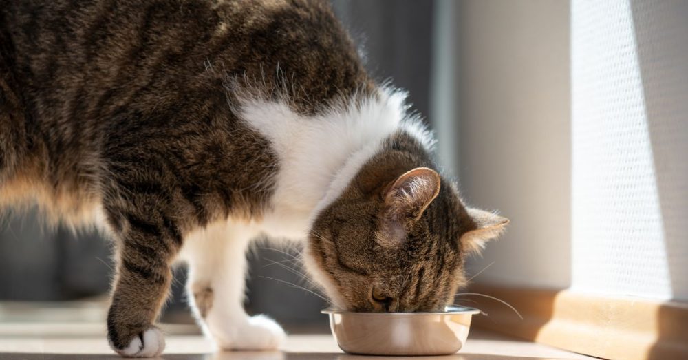 Cat Food Contaminated With Bird Flu Recalled Following Pet Death