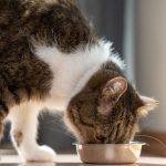 Cat Food Contaminated With Bird Flu Recalled Following Pet Death
