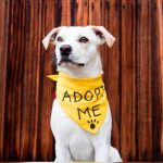Dallas Animal Services Offers Free Adoptions